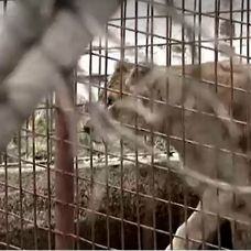 camataru zoo 1