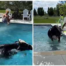 cu vaca in piscina-virall
