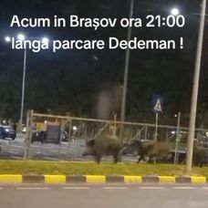 asdafdf