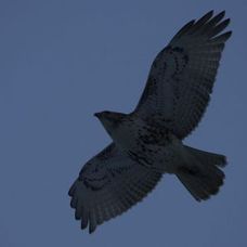 Pale Male, vineri, 21 ianuarie 2011