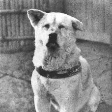 Hachiko