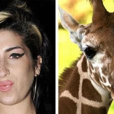 Amy Winehouse vs Girafa