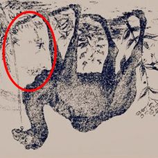 Find-two-hidden-faces-solved-part-one-1757447034902 (1)