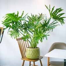 shutterstock_2163770525