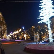 brad nou in targu mures_primaria