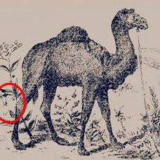 Find-two-hidden-faces-solved-part-two-1757446990787