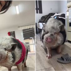 porc de companie