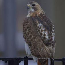 Pale Male, vineri, 21 ianuarie 2011
