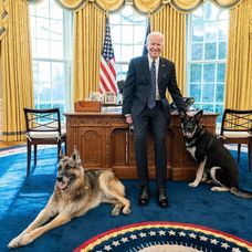 Câinii lui Joe Biden, mutați de la Casa Albă după ce au devenit agresivi. Unde au ajuns patrupedele