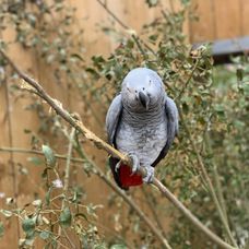 papagali, parrots, injuraturi. Credit foto: Lincolnshire Wildlife 