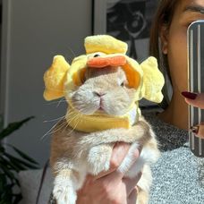 Ducky day 🐣 #bunnydayoff #bunny#brand #fashionista #rabbitsofinstagram #netherlanddwarfbunny #c
