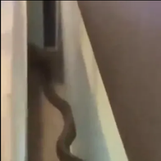 cobra 2