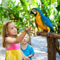 papagali, parrots, injuraturi. Credit foto: Shutterstock