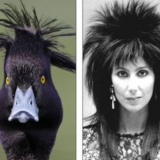 Cher