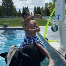 vaca in piscina 2