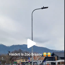 zoo 12454