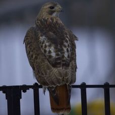 Pale Male, vineri, 21 ianuarie 2011