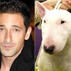 Adrien Brody