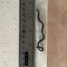 cel-mai-mic-sarpe-din-lume-crezut-disparut-a-fost-gasit-dupa-20-de-ani-masoara-doar-10-cm-993080