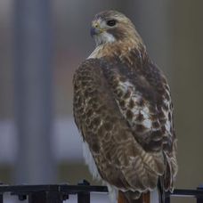 Pale Male, vineri, 21 ianuarie 2011