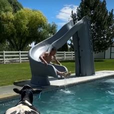 vaca in piscinads