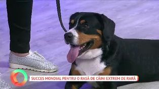 Succes mondial pentru o rasă de câini extrem de rară