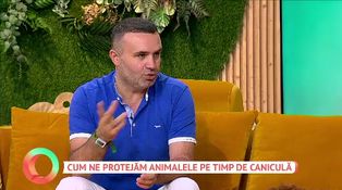 Cum ne protejăm animalele pe timp de caniculă