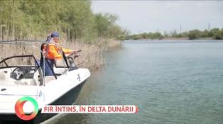 Fir întins, în delta dunării Fir întins, în delta dunării