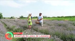 Aventuri în lanul de lavandă