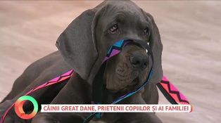 Great Dane: Giganții blânzi ai lumii canine