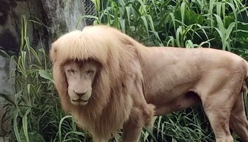 A murit leul cu breton. Cea mai faimoasă felină avea 17 ani și trăia într-o grădină zoologică