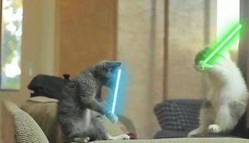 ELE sunt pisicile Jedi! Cum arata Razboiul stelelor cu pisici :) VIDEO