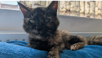 Millie, cea mai bătrână pisică din lume, are 146 de ani în ”ani omenești”. Dieta specială e secretul longevității ei
