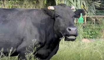 Vaca Mootilda, virală după ce evadat de la abator cu câteva zile înainte să fie ucisă. Ce s-a întâmplat cu ea după ce a fost prinsă de poliție