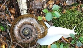 FOTO. Stiai ca exista si melci albinosi?