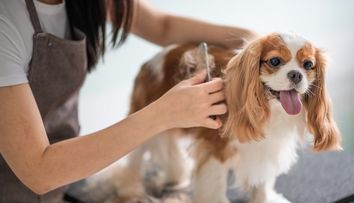 Cum întreținem blana animalelor de companie