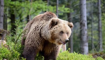 Tânără de 18 ani, atacată de urs pe Transfăgărășan! Primele informații