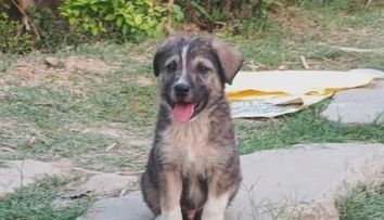 Un pui de câine a devenit erou după ce a salvat de la moarte zeci de oameni! Ce a făcut patrupedul înainte ca o alunecare de teren să distrugă un sat întreg