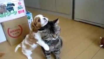CE DRAGUT! Un catelus ii face masaj prietenei sale, o pisica: