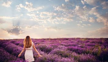Productie uriasa de lavanda in Romania. Cultivatorii isi recupereaza investitia in 