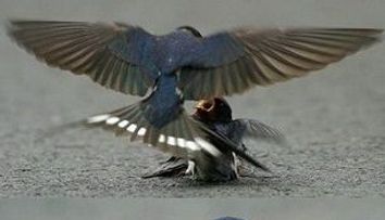 O cutremuratoare poveste de iubire care a socat o lume intreaga FOTO