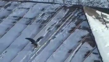 Cu siguranta acestei pasari ii plac sporturile extreme! Vezi cum se da cu 
