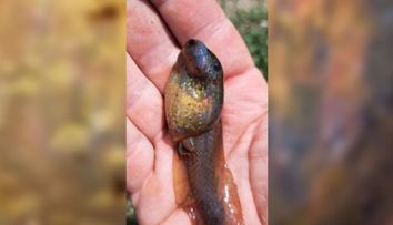 Descoperire uimitoare! Ce este creatură misterioasă găsită recent într-o mlaștină din Europa