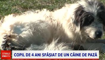 Încă un copil a fost atacat de câine, la o zi după ce Teo a fost sfâșiat la Buzău. Micuțul a rămas fără un deget
