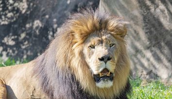 O femeie a donat poneiul fiicei ei unei grădini zoologice, ca acesta să fie mâncat de lei