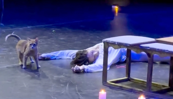 O pisică a urcat pe scenă și a întrerupt finalul dramatic din „Romeo și Julieta”. Videoclipul care a cucerit internetul are peste 5,7 milioane de vizualizări
