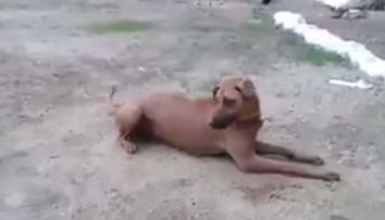 Cum reactioneaza un caine atunci cand simte ca stapanul sau e in pericol. Imaginile care au facut inconjurul internetului - VIDEO