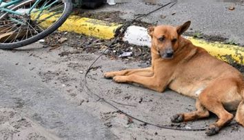Imagine sfâșietoare din Ucraina. Un câine a rămas lângă stăpânul său care a fost ucis de trupele ruse