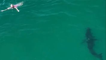 Momentul în care un rechin alb de aproape 3 metri se apropie de câțiva copii care înotau în mare. Ce au surprins martorii VIDEO