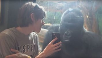 Clipul care face senzatie pe internet astazi! Ce face aceasta gorila cand isi vede poza pe telefon. VIDEO